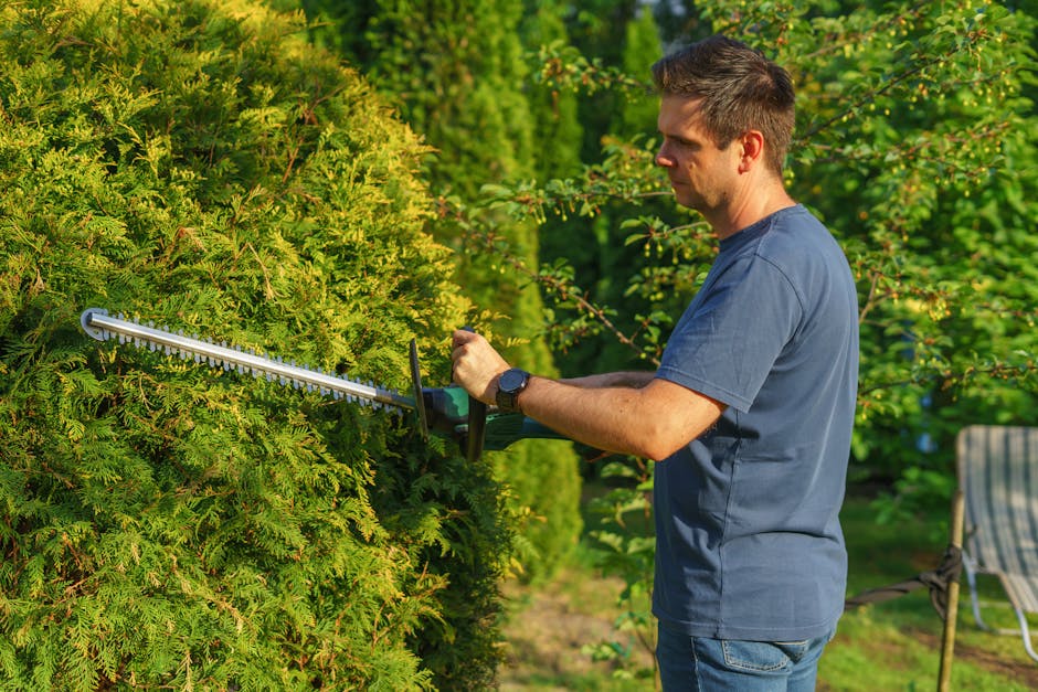 Trimming green hedge bushes in a modern landscape